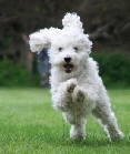 2009 Hunderennen_34 (800x533)
