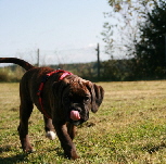 Hundeschule_004_53 (800x533)2