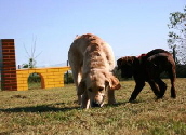 Welpen 1