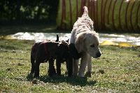 Hundeschule_048